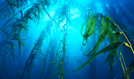 1 - kelp