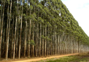 eucalypto